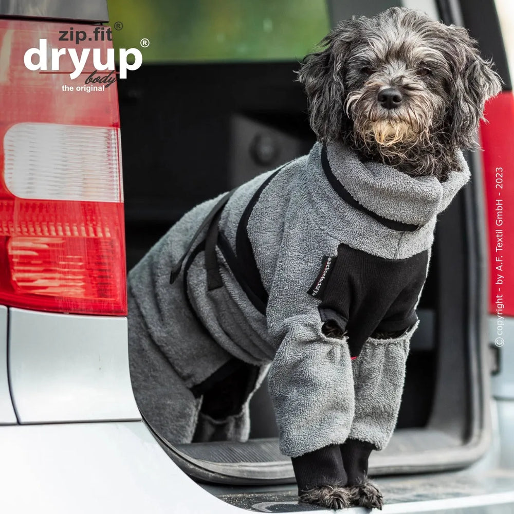 Hund im grauen und schwarzen Dryup® BODY zip.fit® mini Trocknungsanzug, neugierig und teilweise im Auto stehend.