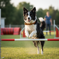 Border Collie springt agil über einen Hindernisparcours, trägt ein Zugstopp Lederhalsband WALDSTREUNER.