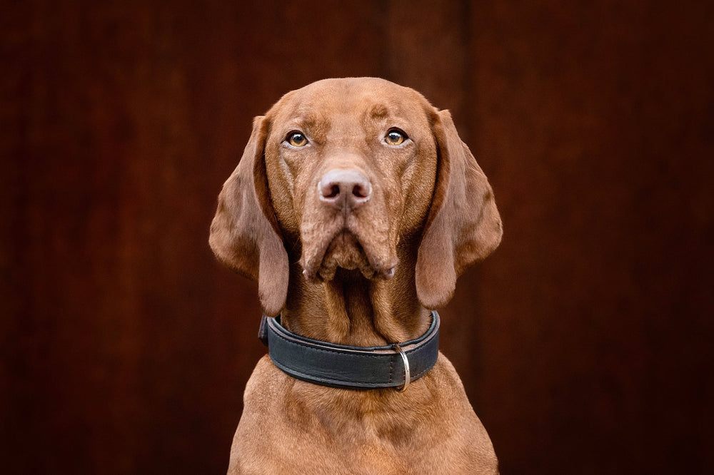 Braunes Premium-Halsband für Hunde, elegant und weich, mit aufmerksamem Hund im Fokus vor unscharfem Hintergrund.