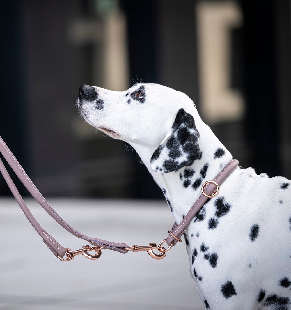 Dalmatiner an eleganter, rosafarbener, rundgenähter Lederleine, seitlich abgebildet mit Blick nach oben.