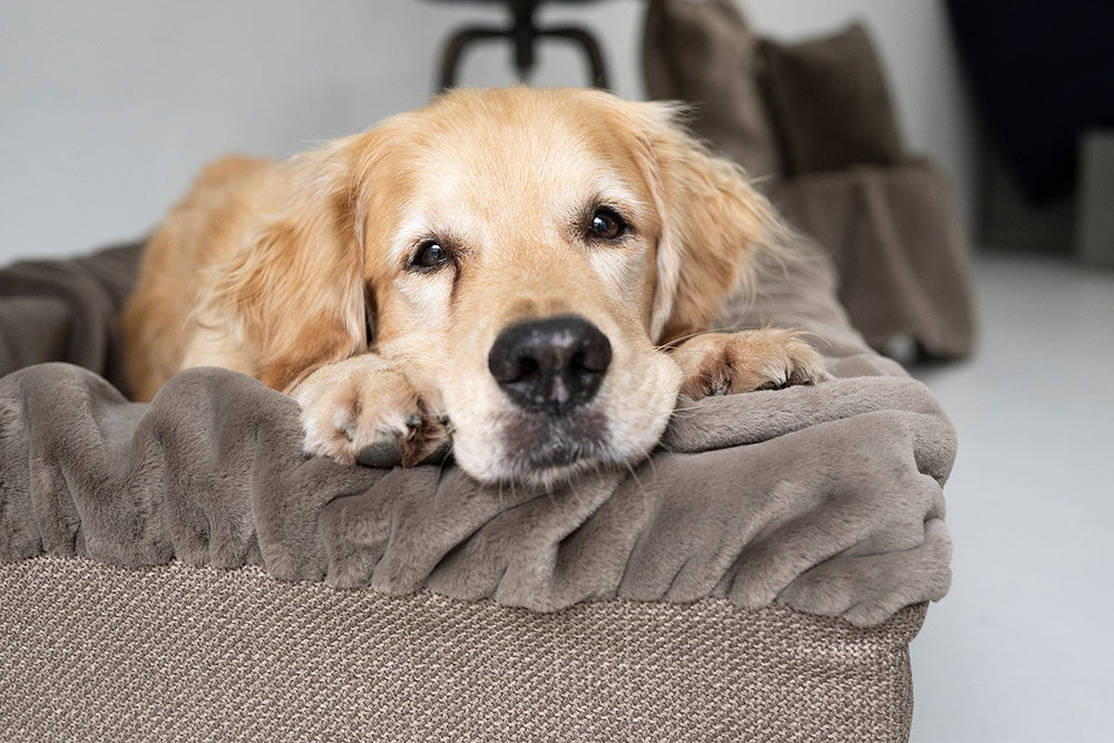 Golden Retriever entspannt auf weichem Hundebett Buddelbox® in heller, moderner Umgebung.