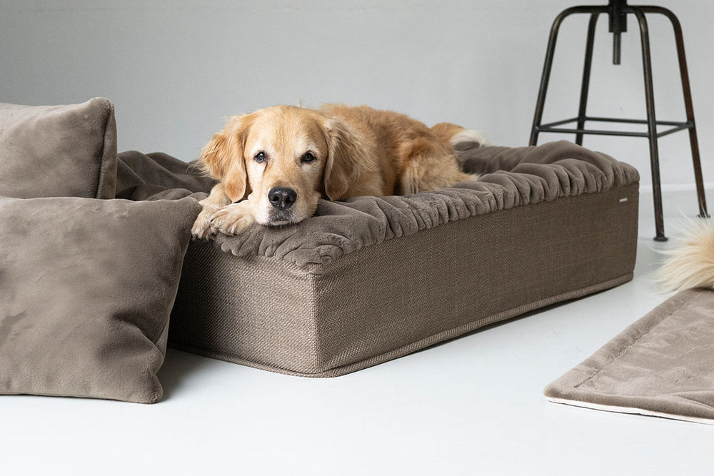 Entspannter Hund auf braunem Hundebett Buddelbox® mit Kissen in neutralen Tönen, modernem Ambiente im Hintergrund.