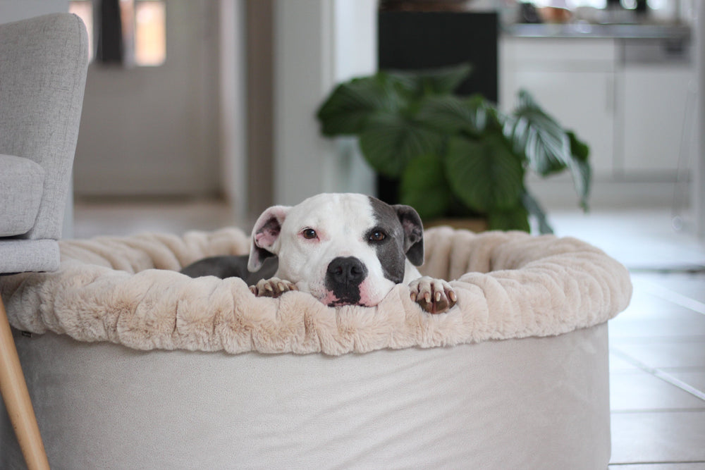 Entspannter Hund im beigen Buddelnest® Hundebett, umgeben von Pflanzen, schaut direkt in die Kamera.