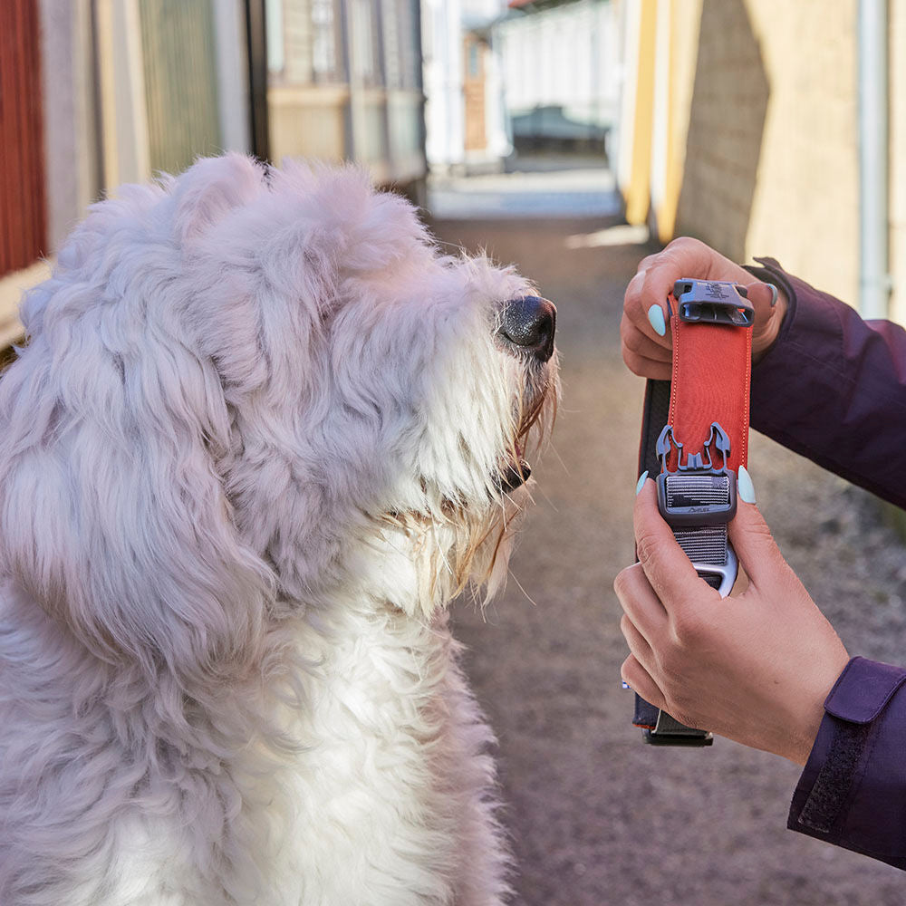 Hundehalsband Rover – zusätzliche Produktansicht 2