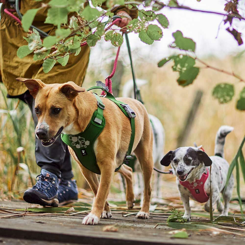 Hundegeschirr Weekend Warrior Harness II – zusätzliche Produktansicht 12