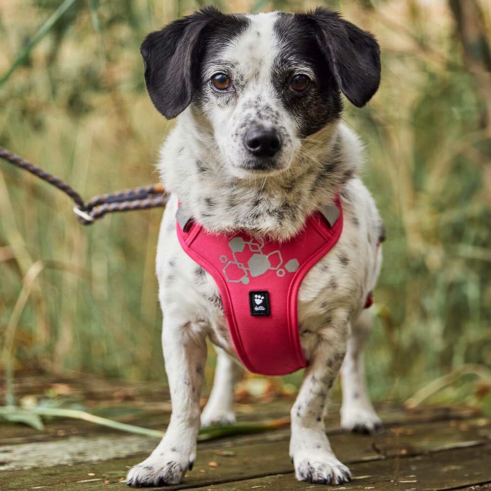 Hundegeschirr Weekend Warrior Harness II – zusätzliche Produktansicht 5