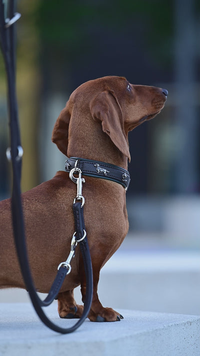 Brauner Dackel mit schwarzem Halsband steht an der Leine und schaut aufmerksam in die Ferne.
