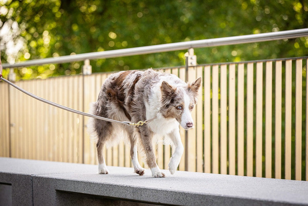 Border Collie läuft an goldfarbener Cityleine auf Steinoberfläche, umgeben von unscharfen Bäumen und Holzgeländer.