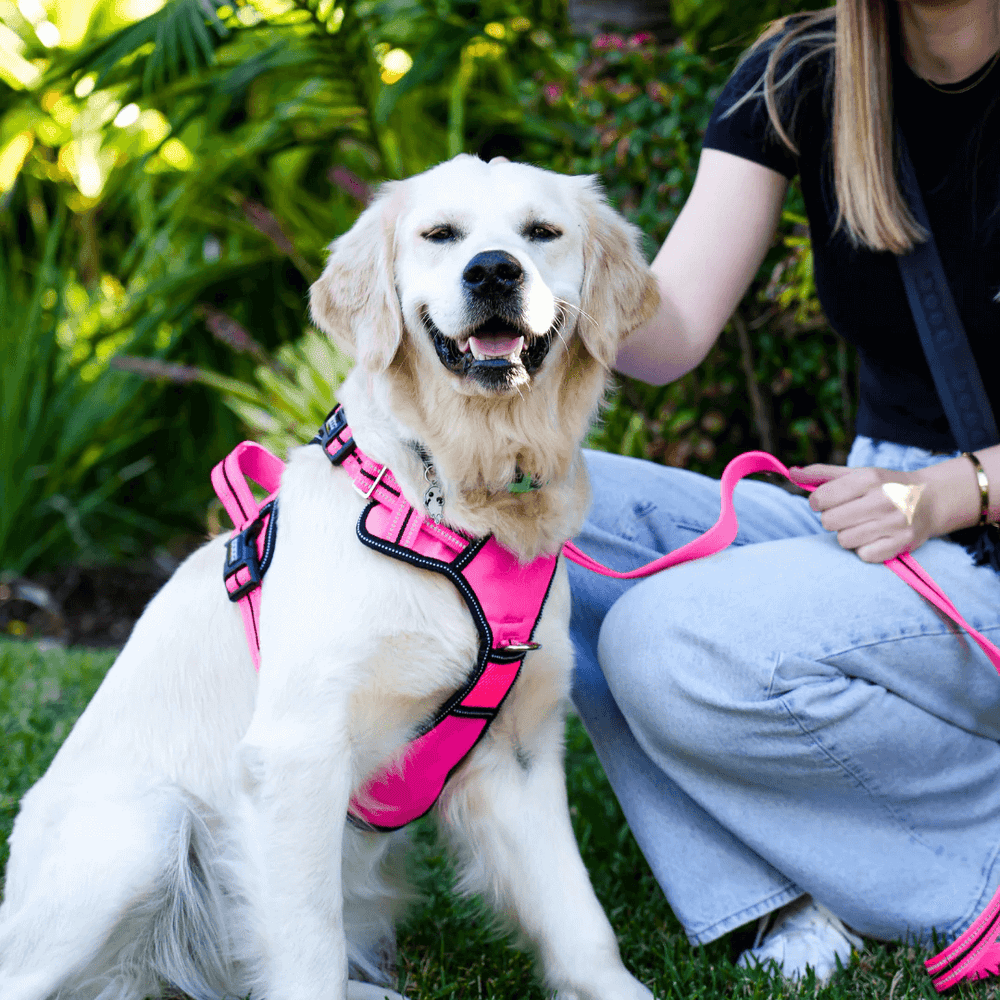 Glücklicher Golden Retriever mit pinkem Halsband, gehalten von einer Person in schwarzem T-Shirt und hellen Jeans.