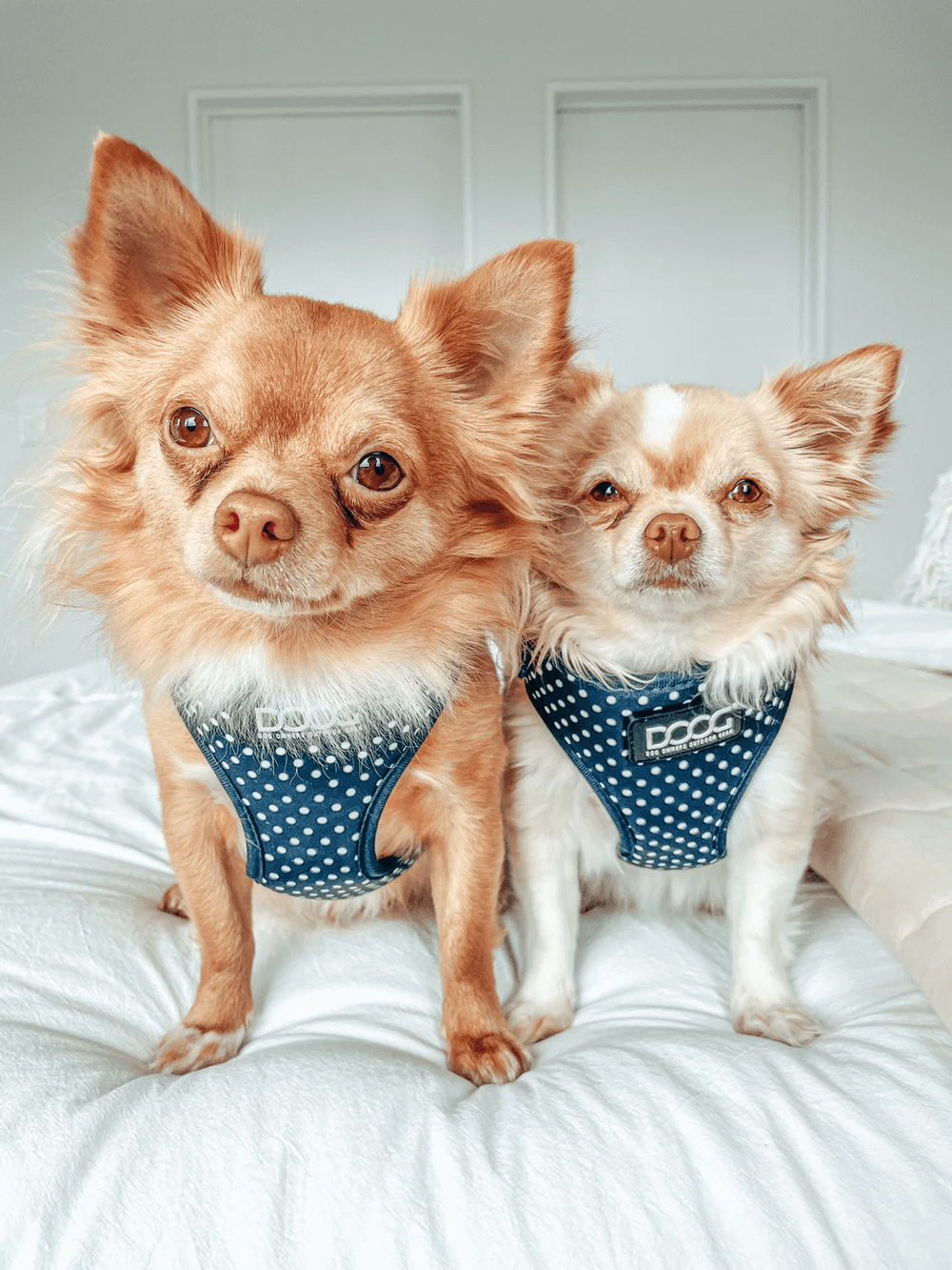 Zwei Chihuahua-Hunde in bunten Geschirren mit Punkten, aufmerksam vor der Kamera, auf einem blauen Hintergrund.