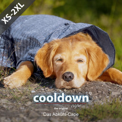 Entspannter Golden Retriever mit hellblauem kühlendem Cape auf dem Boden, sichtbar wohlfühlend.