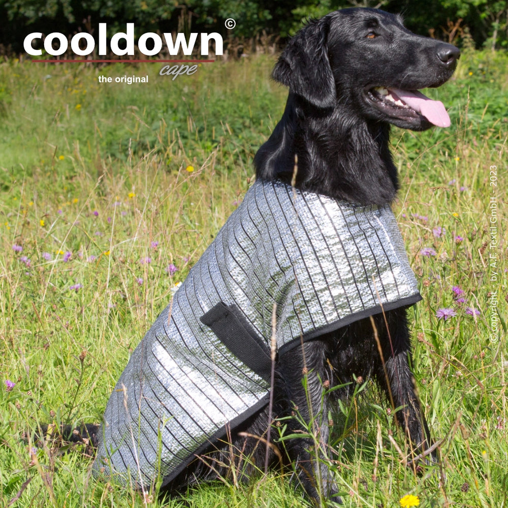 Schwarzer Hund mit silbernem Cooldown-Cape auf einer blühenden Wiese, entspannt im Grünen.