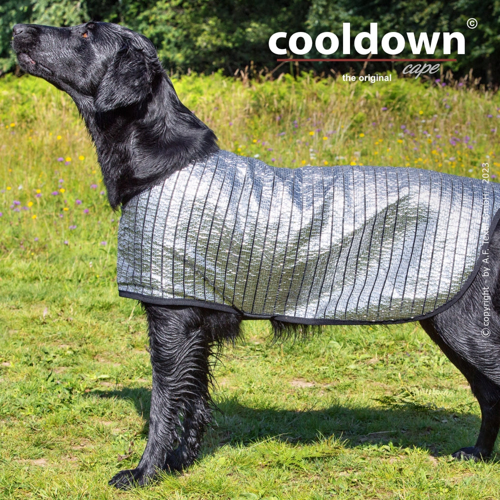 Schwarzer Hund mit silbernem Kühlcape auf einer bunten Wiese mit Blumen im Hintergrund.