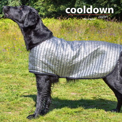 Schwarzer Hund mit silbernem Kühlcape auf einer bunten Wiese mit Blumen im Hintergrund.