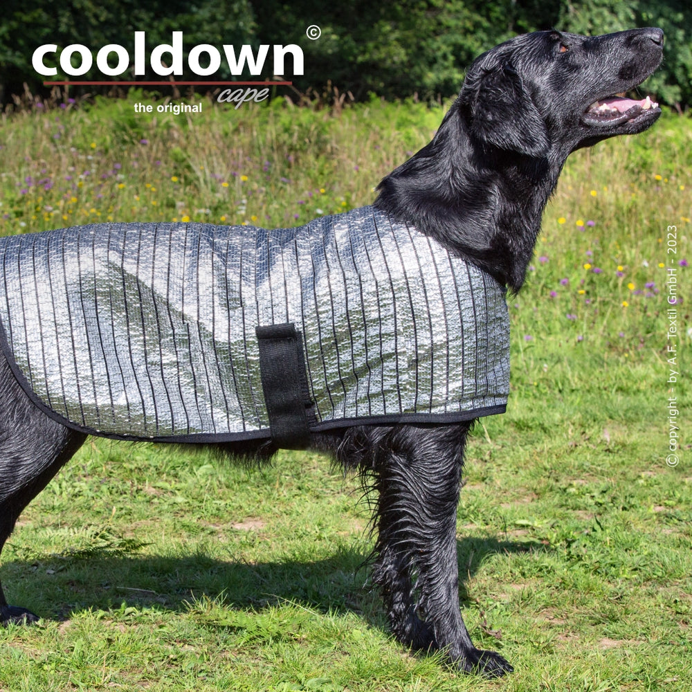 Hund trägt silbernes, isolierendes Cape mit reflektierender Oberfläche und Klettverschluss auf grüner Wiese.