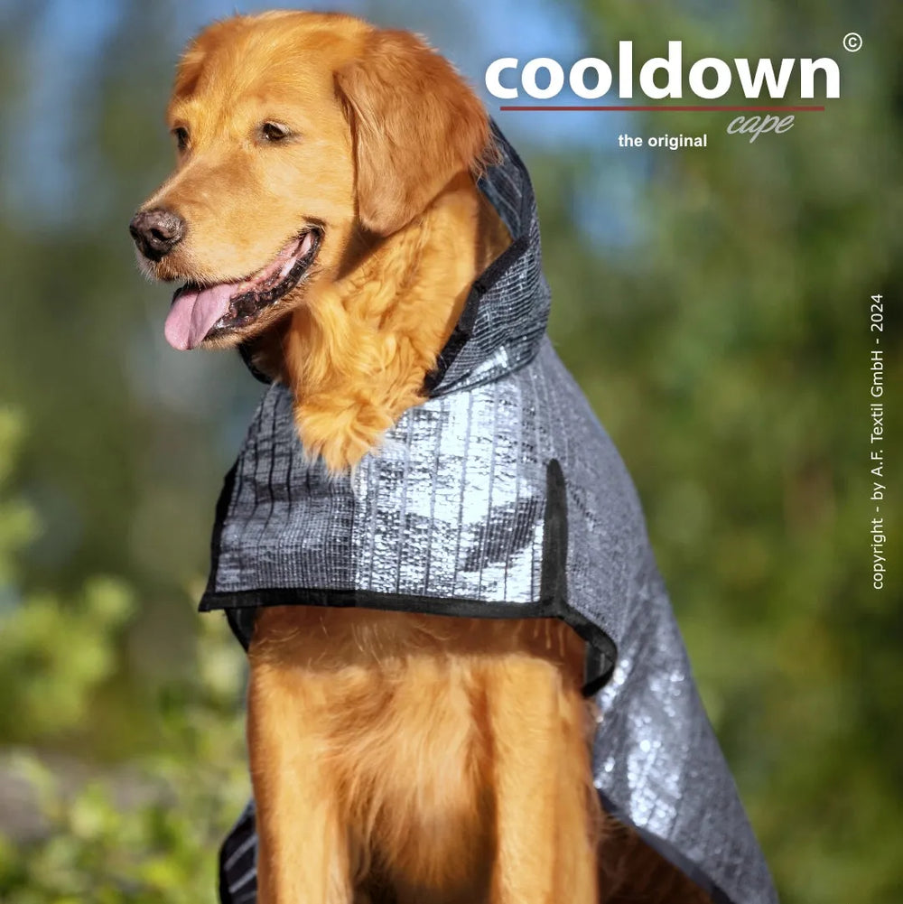 "Golden Retriever mit silbernem Cooldown-Cape in grüner Natur, fröhlich und aufrecht sitzend."