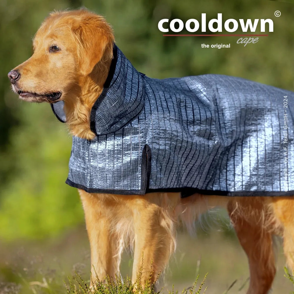 Golden Retriever mit silbernem Cooldown-Cape in einer grünen Umgebung. Leichtes, reflektierendes Material.