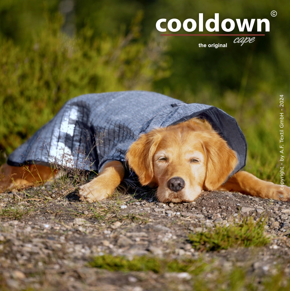 Entspannter Hund mit blauem Cooldown-Umhang, umgeben von grünen Sträuchern und Bäumen.