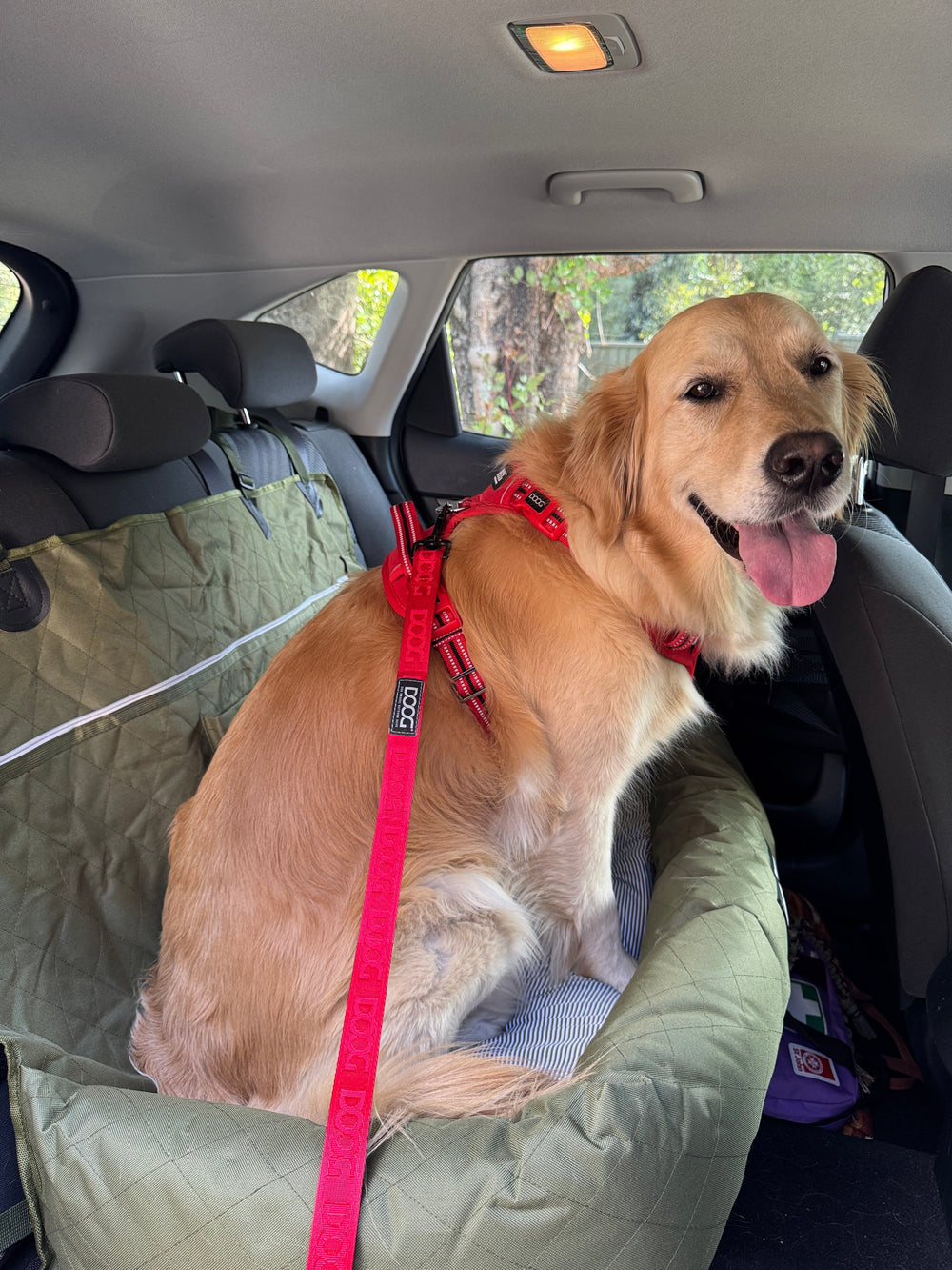 Golden Retriever im Auto mit rotem Geschirr und Clip-It Hundeleine, entspannt auf gepolstertem Rücksitz.