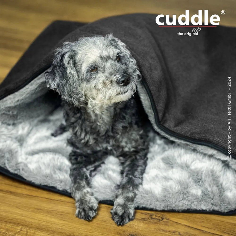 Kleiner Hund kuschelt in Decke mit dunkler Außenseite und heller Innenseite, sieht aufmerksam nach draußen.