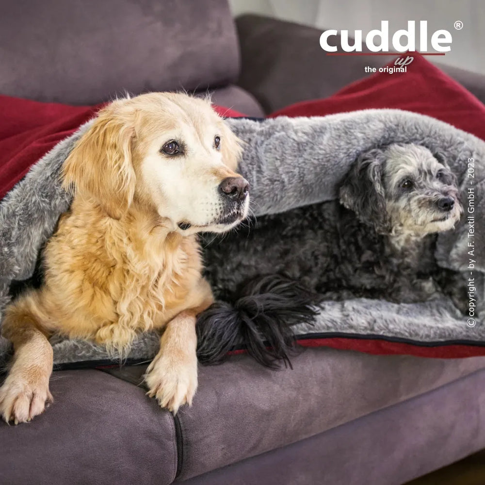 Zwei Hunde kuscheln auf grauem Sofa, eingehüllt in recycelte Decke, in gemütlichem Raum.