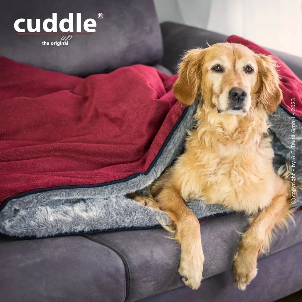 Gemütlicher Golden Retriever liegt auf Sofa, eingewickelt in rote Kuscheldecke mit grauem Plüsch, entspannt und glücklich.