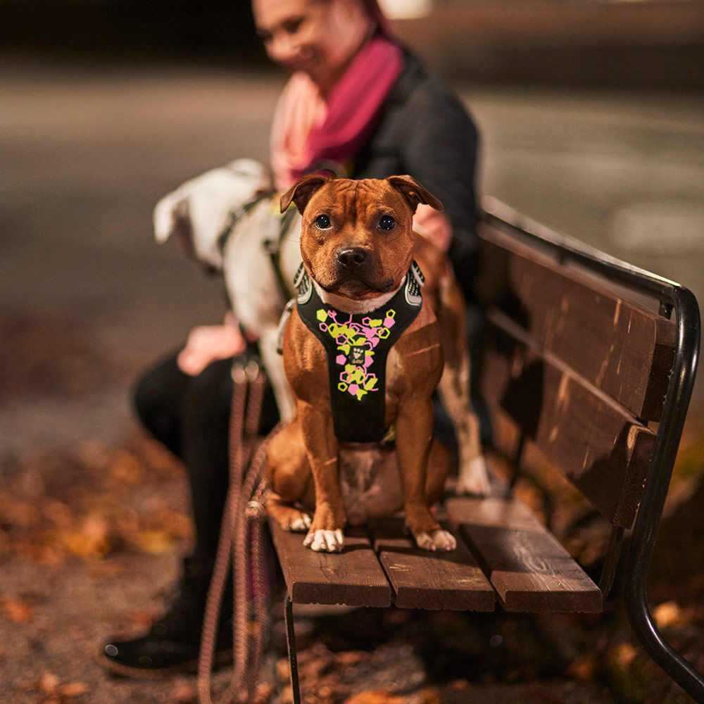 Hundegeschirr Weekend Warrior Harness II – zusätzliche Produktansicht 3