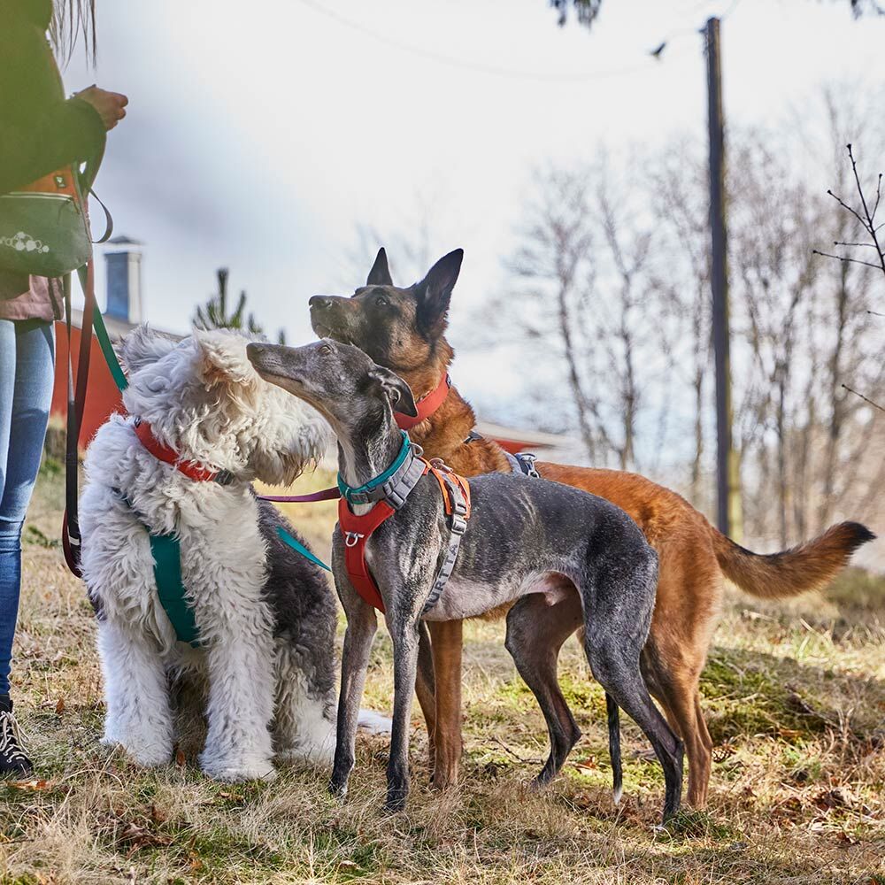 Hundehalsband Rover – zusätzliche Produktansicht 7