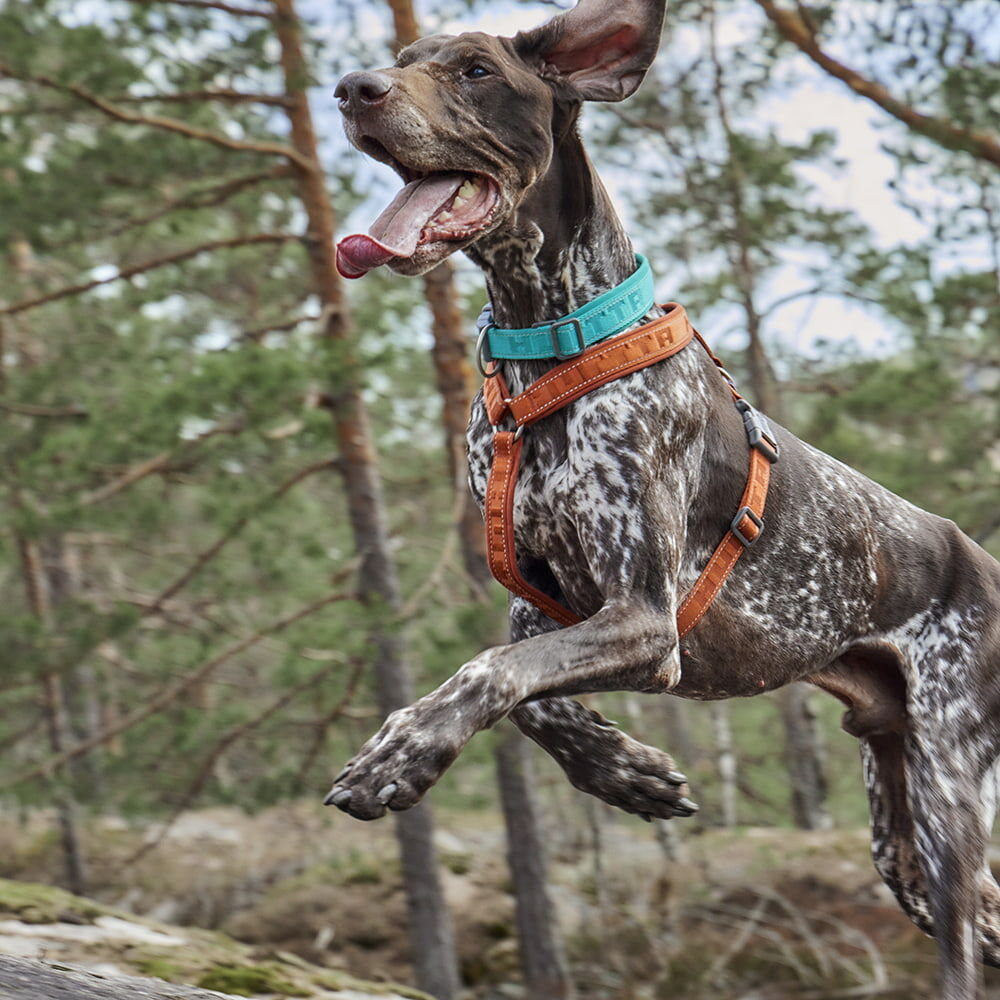 Hundegeschirr Casual Y-Harness ECO – zusätzliche Produktansicht 2