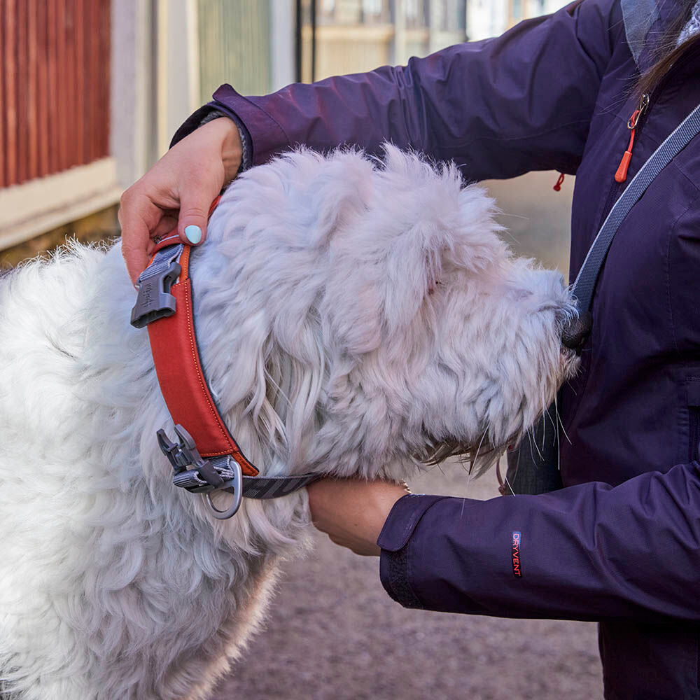 Hundehalsband Rover – zusätzliche Produktansicht 5