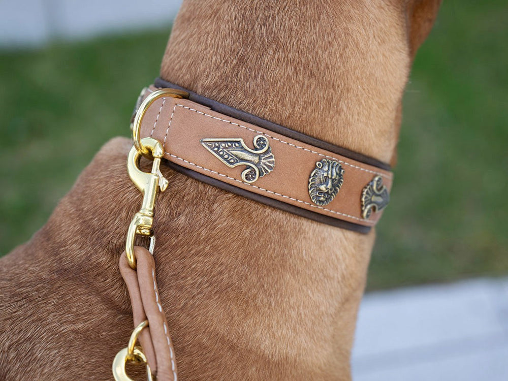 Halsband Lion: Braunes Lederhalsband mit goldenen Verzierungen und Schnalle, eng am Hals des Hundes angelegt.