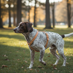 Braun-weißer Hund mit geflecktem Fell trägt Ledergeschirr WALDSTREUNER auf einer Wiese, umgeben von Bäumen.
