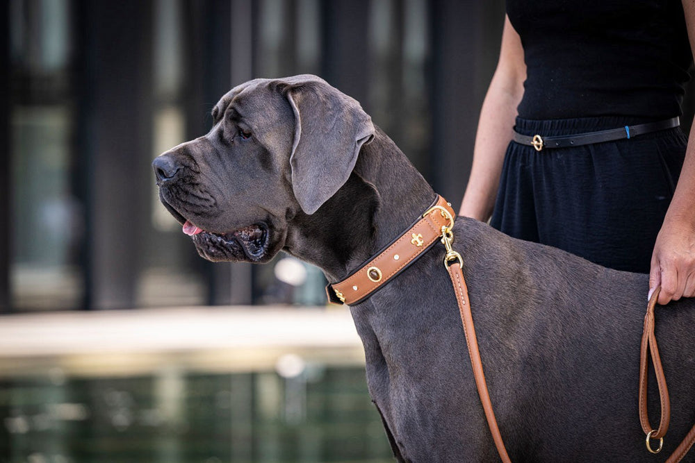 Große Deutsche Dogge mit braunem Halsband an Leine vor moderner Architektur.