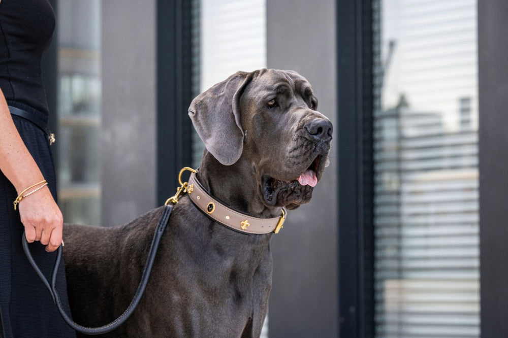 Große Dogge mit grauem Fell trägt ein elegantes Halsband namens Diamond, gehalten von einer sichtbaren Halterin.
