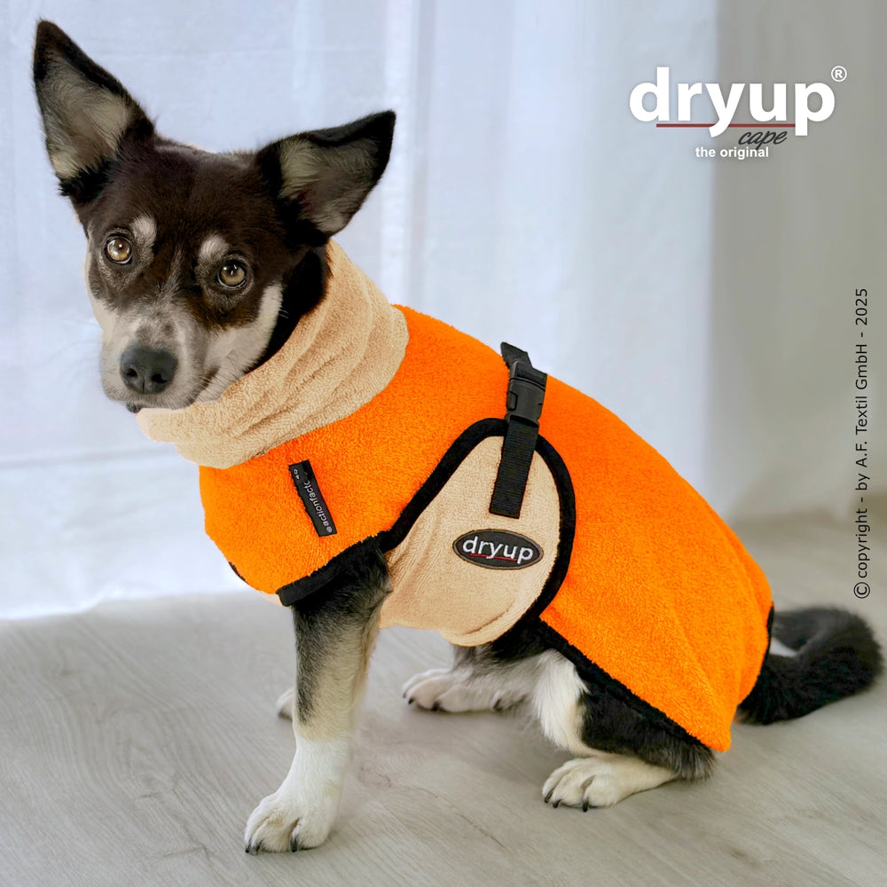 Hund im orangefarbenen Dryup® cape mini Hundebademantel mit beigem Kragen auf hellem Boden.
