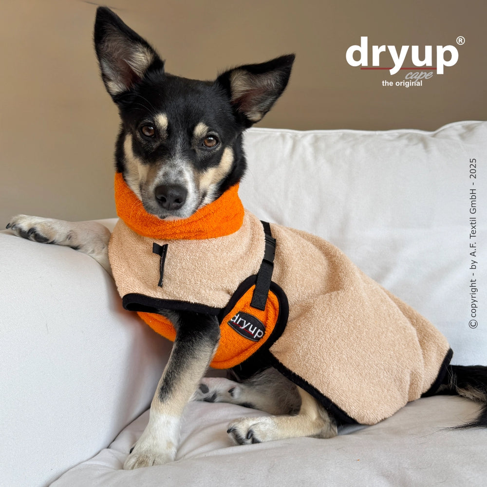 Hund im beigen und orangefarbenen Dryup® cape mini Hundebademantel, gemütlich auf hellem Sofa sitzend.