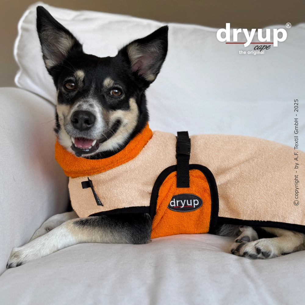 Entspannter Hund in orange-cremefarbener Dryup® Hundejacke mit praktischer Tasche auf hellen Sofa.