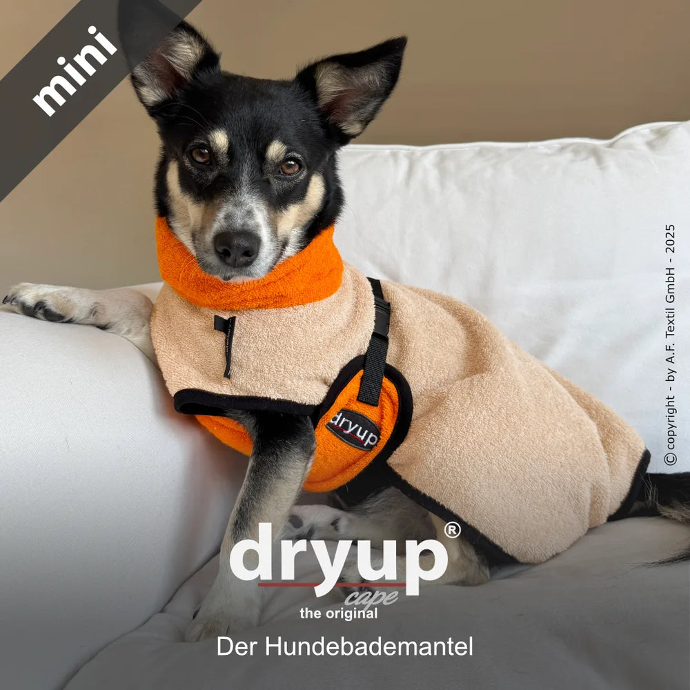 Kleiner Hund in beigem Hundebademantel mit orangefarbenem Kragen sitzt auf der Couch und schaut in die Kamera.