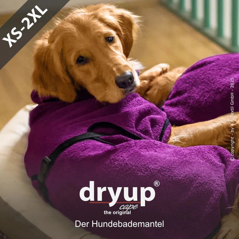 Entspannter Golden Retriever im lila Dryup® Hundebademantel auf weichem Untergrund. Der Original Hundebademantel für Hunde.