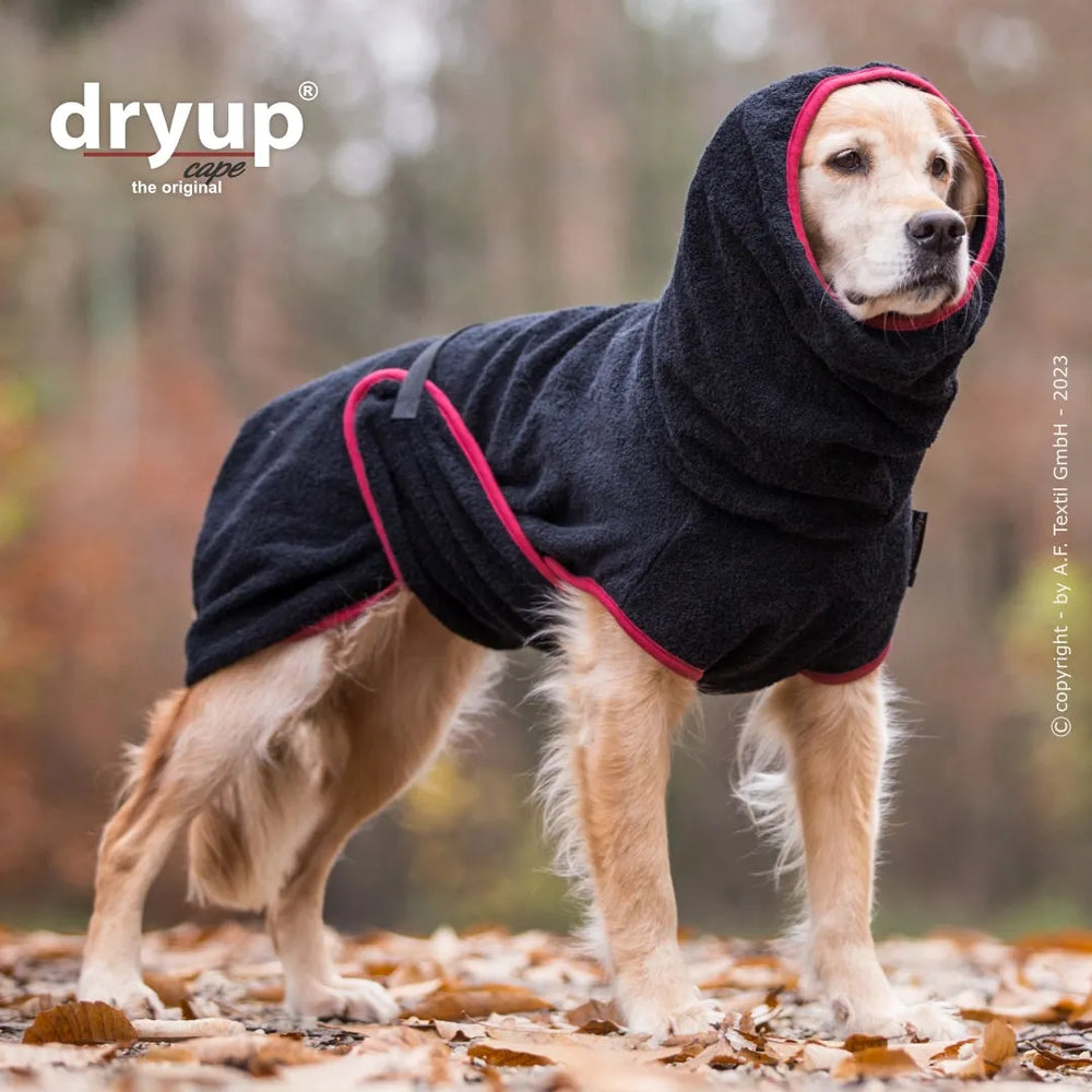Hund im schwarzen Dryup® Cape mit roter Innenkante und Kapuze, stehend im herbstlichen Laub. Ideal nach dem Baden.