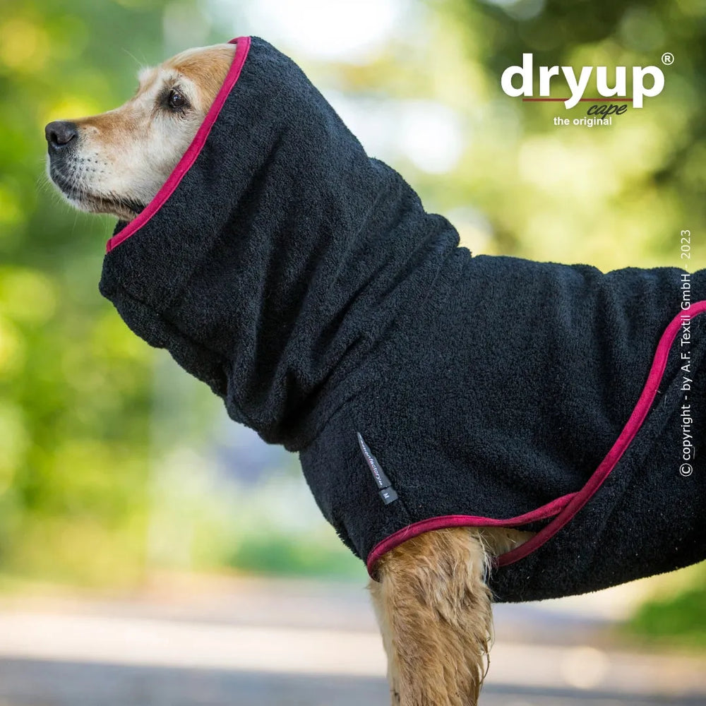 Hund trägt schwarzen Dryup® Hundebademantel mit Kapuze und roten Akzenten, steht aufmerksam und schaut nach vorne.