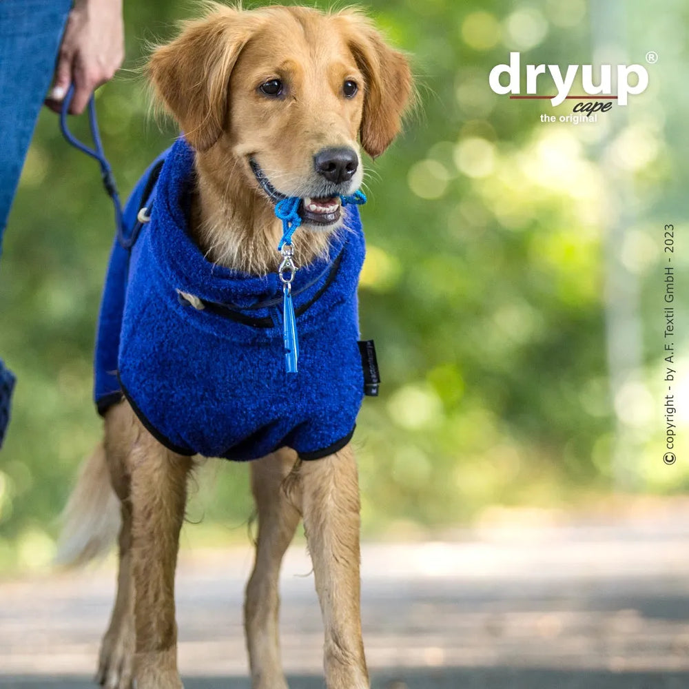 Blauer Dryup® Hundebademantel am golden retrieverartigen Hund beim Spaziergang in der grünen Natur.
