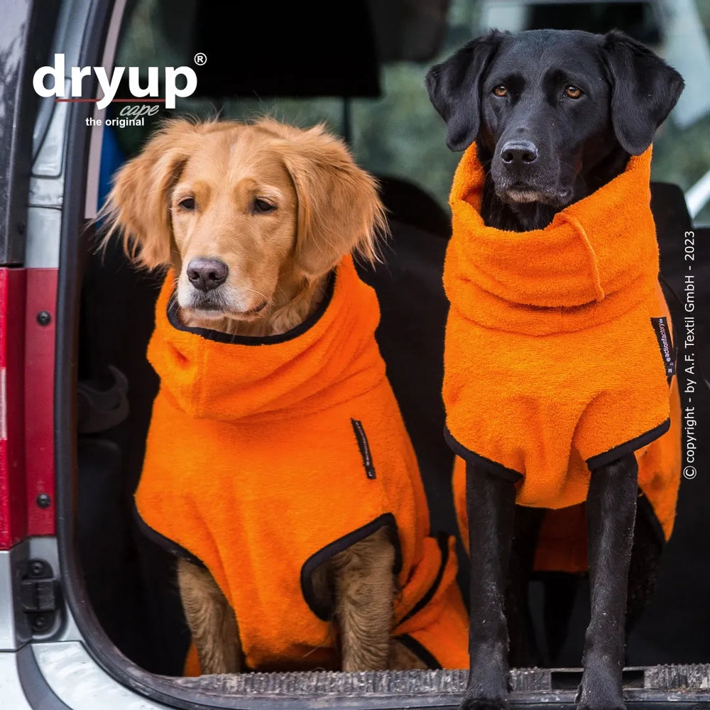 Zwei freundliche Hunde, ein Golden Retriever und ein Labrador, tragen orangefarbene Fleece-Pullover im Kofferraum.