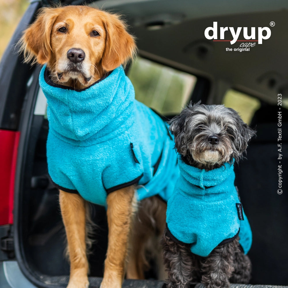 Zwei Hunde im Auto: Golden Retriever und kleiner Hund im blauen Dryup® Hundebademantel, lächeln in die Kamera.