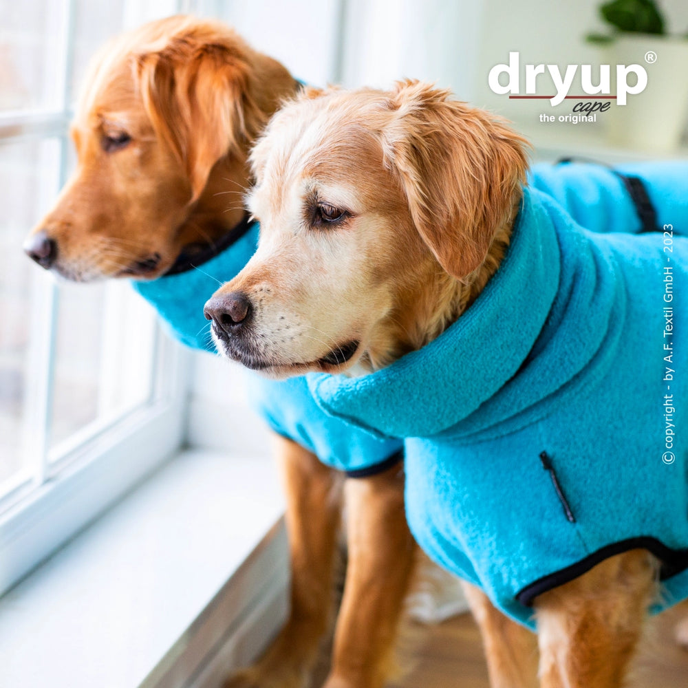 Zwei goldene Retriever in blauen Hundebademänteln schauen neugierig aus einem hellen Fenster.