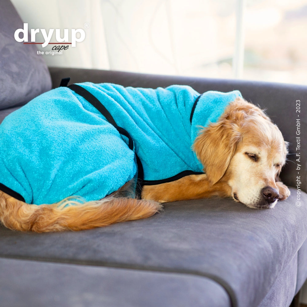 Entspannter Hund auf Sofa in blauem Dryup® cape, der original Hundebademantel, vor hellem, gemütlichem Hintergrund.