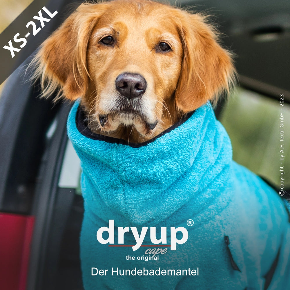 Golden Retriever im blauen Dryup® Hundebademantel, sitzt aufmerksam im Auto und lädt zum Kuscheln ein.