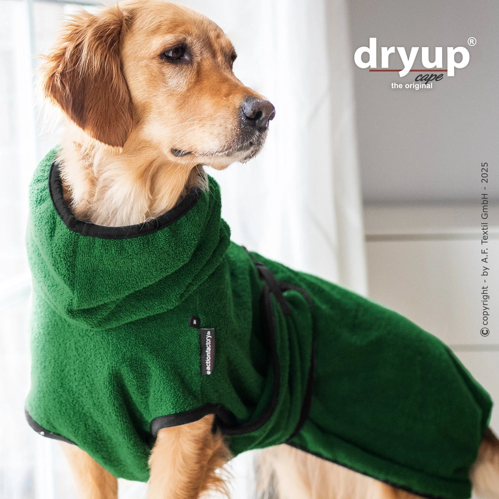 Hund im grünen Dryup® Bademantel mit Kapuze, bequem und stylisch, aufmerksam in die Ferne schauend.