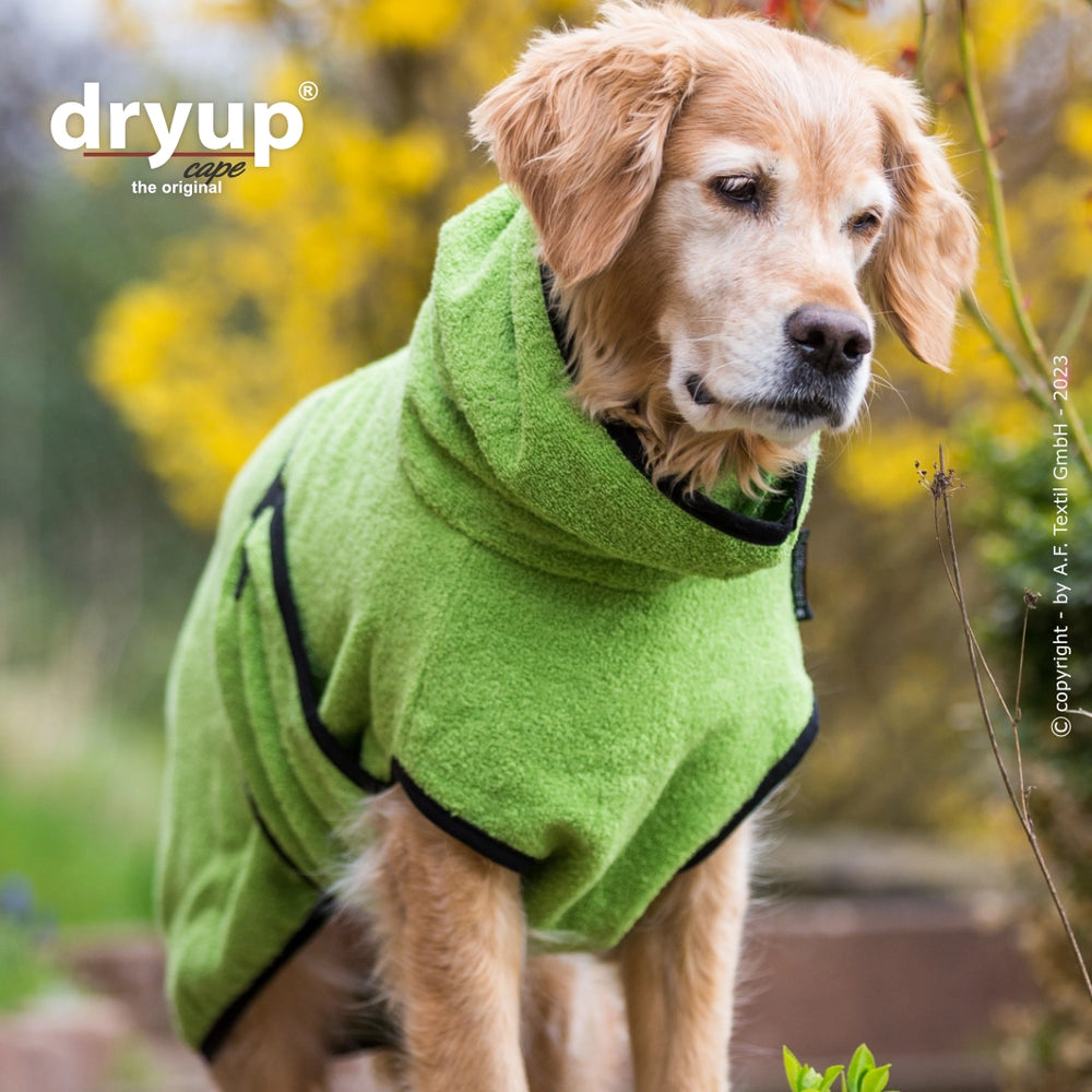 Hund im Dryup® Cape - original Hundebademantel in grün mit Kapuze und Klettverschluss, umgeben von gelben Blumen.