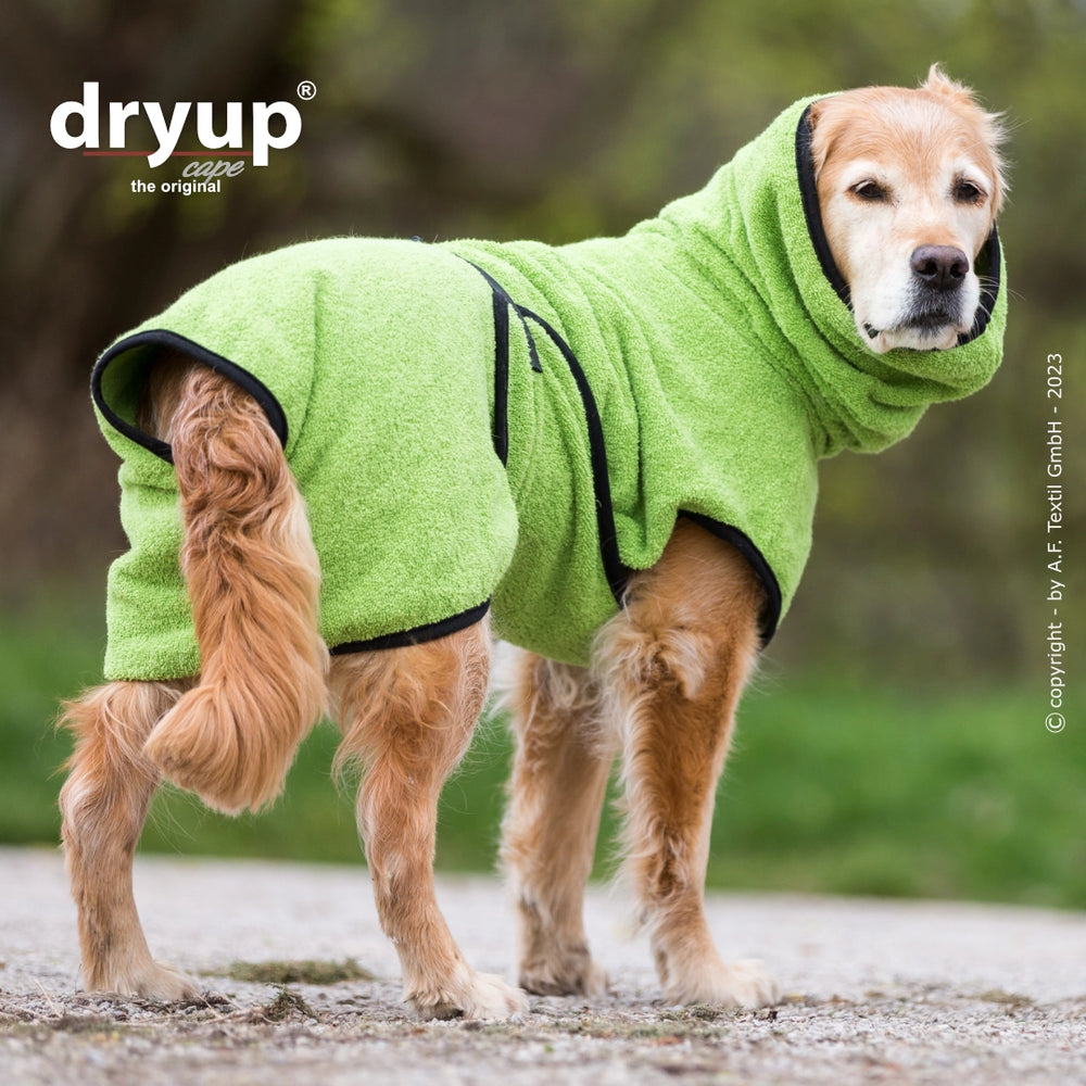 Hund im grünen Dryup® Hundebademantel mit Kapuze, steht auf einem Gehweg in einer naturnahen Umgebung.